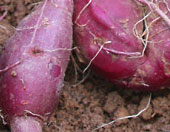 home-grown purple sweet potatoes