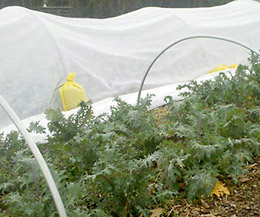hoophouse cloth for organic insect control