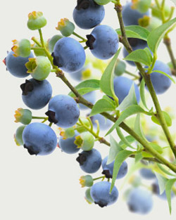 how to grow blueberries