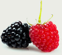 how to grow raspberries and blackberries