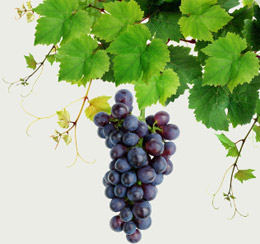 grape growing tips