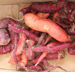 harvesting sweet potatoes