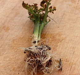 tips for growing celery